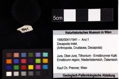 Foto (Objket + Etiketten) von Decapoda indet. 